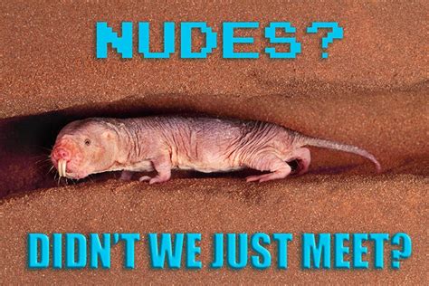 naked mole rat meme|Programs & Initiatives: DontGetSextorted.ca